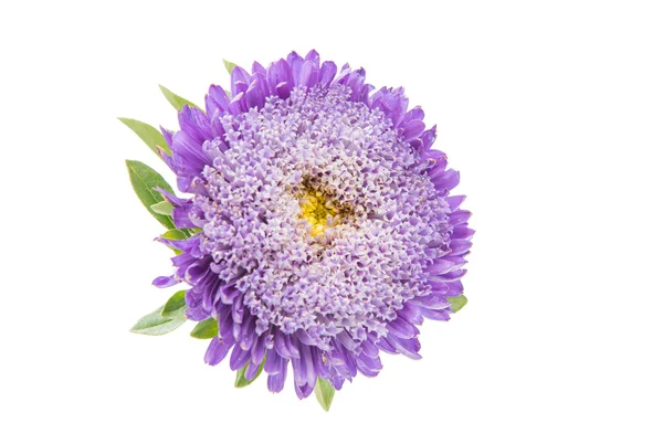 Vacker blomma aster isolerade — Stockfoto