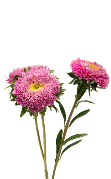 Beautiful flower aster isolated — Stock Photo, Image