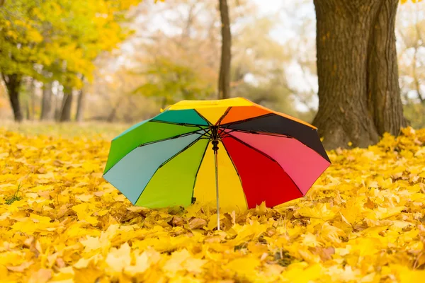 Цветной зонтик, лежащий на желтых листьях — стоковое фото