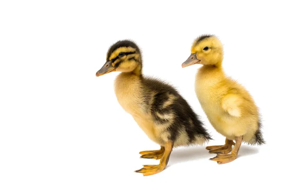 Small geese isolated — Stock Photo, Image