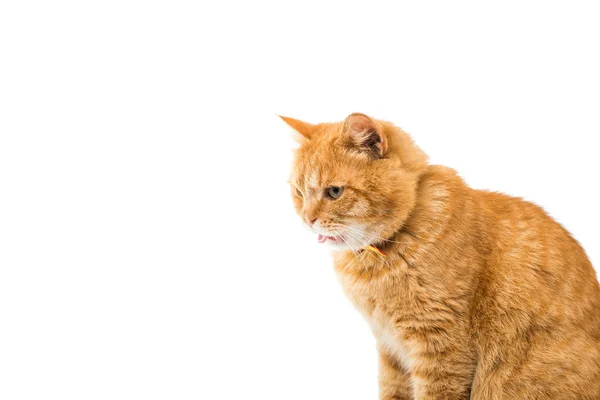 Gato doméstico rojo mirando hacia arriba — Foto de Stock