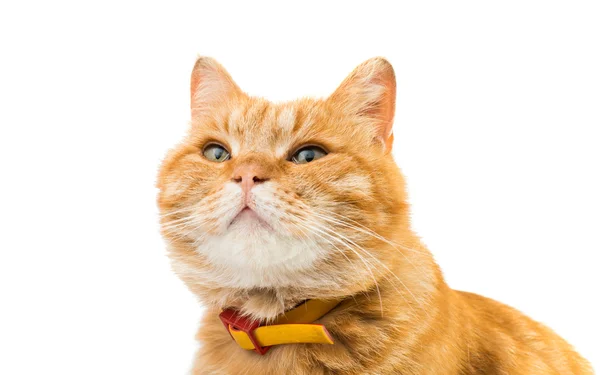 Red domestic cat looking up — Stock Photo, Image