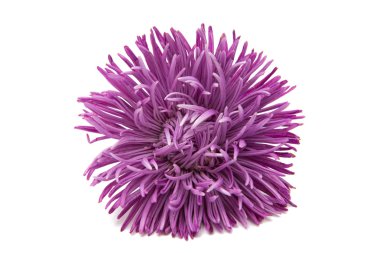 Güzel çiçek aster izole