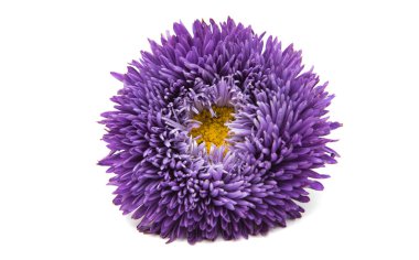 Güzel çiçek aster izole