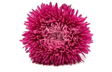 Güzel çiçek aster izole