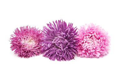 pembe aster çiçekler 