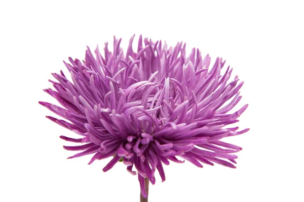 Lindo flor aster isolado — Fotografia de Stock