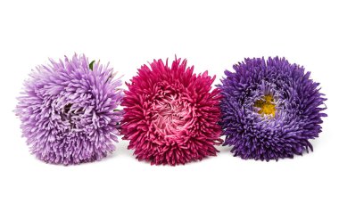 Aster çiçek dekorasyon