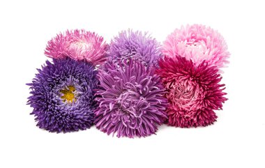 Aster çiçek dekorasyon