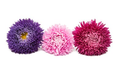 aster mor çiçekler 