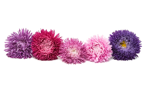 Aster flowers decoration — Stock Photo, Image