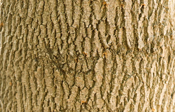 Вигляд дерев'яної кори — стокове фото
