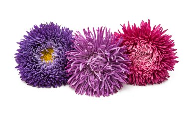 Aster çiçek koleksiyonu