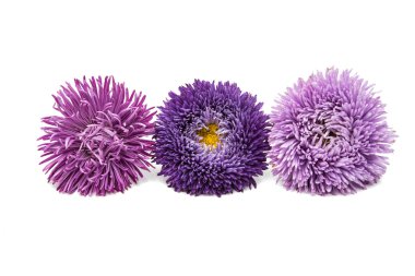 Aster çiçek koleksiyonu