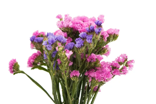 Statice flower bouquet — Stock Photo, Image