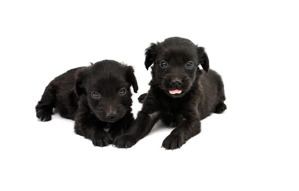 Black spaniel puppies — Stock Photo, Image