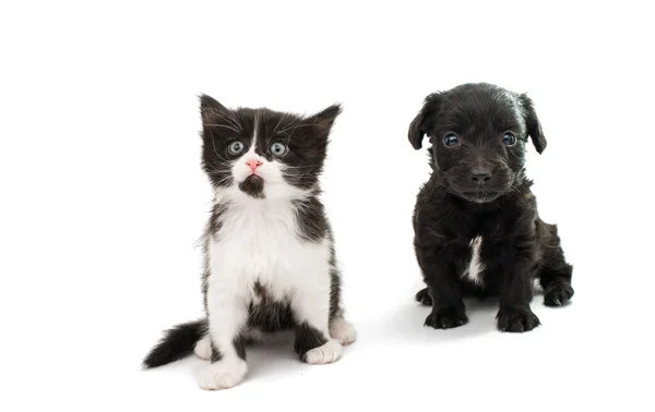 Black spaniel puppy with a kitten — Stock Photo, Image