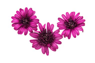 Osteosperumum çiçek papatya