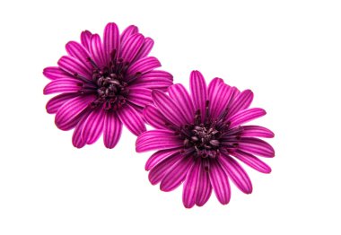 Osteosperumum çiçek papatya
