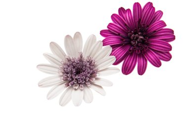 Osteosperumum çiçek papatya