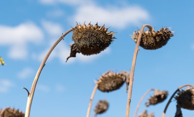 Sahada kuru ayçiçeği 