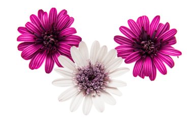 Osteosperumum çiçek papatya