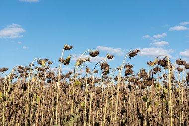 Sahada kuru ayçiçeği 
