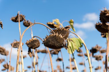 Sahada kuru ayçiçeği 