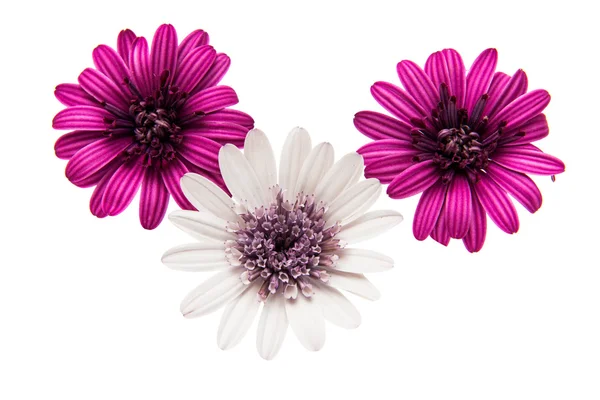 Százszorszép virág Osteosperumum — Stock Fotó