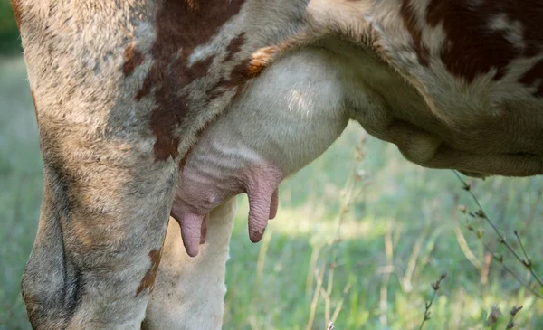 Fechar o úbere de uma vaca holandesa — Fotografia de Stock