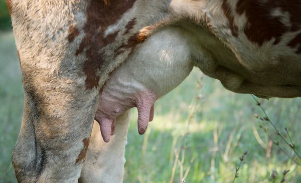 Primer plano de la ubre de una vaca Holstein — Foto de Stock