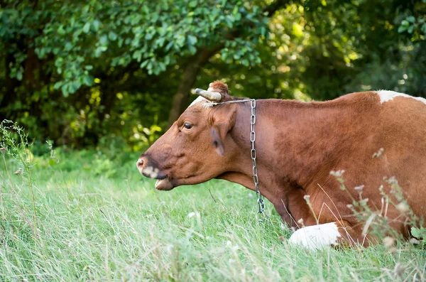 Ko liggande i en betesmark — Stockfoto