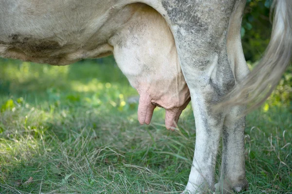 Närbild på en Holstein kons juver — Stockfoto