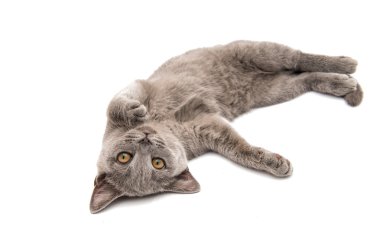 gri İngiliz yavru kedi