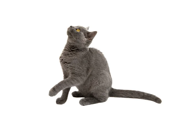 Beau chat domestique à cheveux courts gris ou bleu britannique avec cri — Photo
