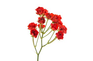 küçük kırmızı güller