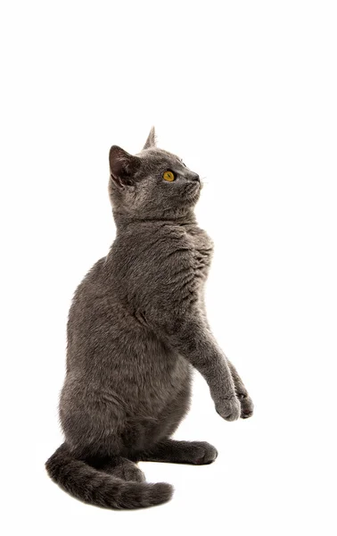 Beautiful domestic gray or blue British short hair cat with yell — Stock Photo, Image