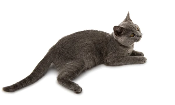 Beautiful domestic gray or blue British short hair cat with yell — Stock Photo, Image