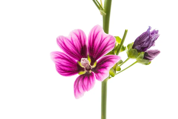 Flor de lila sobre fondo blanco — Foto de Stock