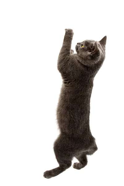 Prachtige binnenlandse grijze of blauwe Britse kort haar kat met yell — Stockfoto