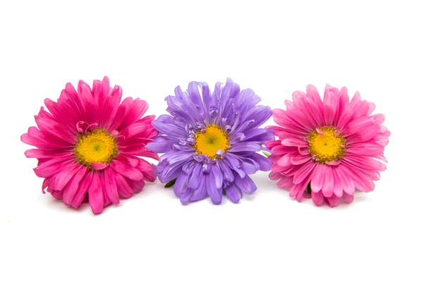 Beautiful flower aster — Stock Photo, Image