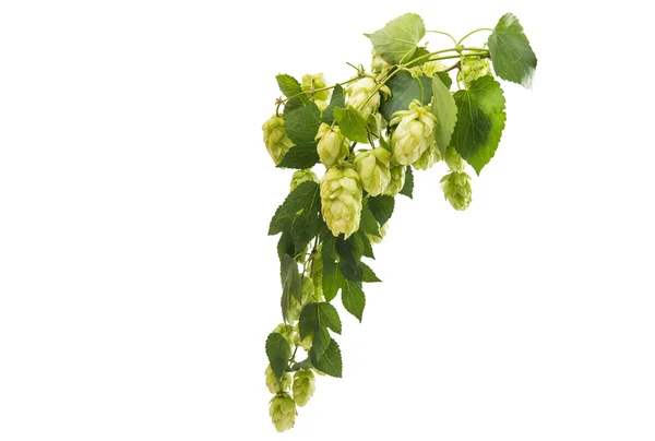 Branche de houblon avec cônes — Photo