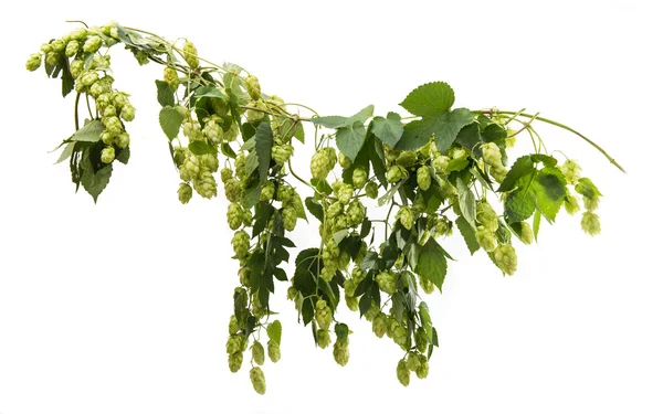 Hop branch with cones — Stock Photo, Image
