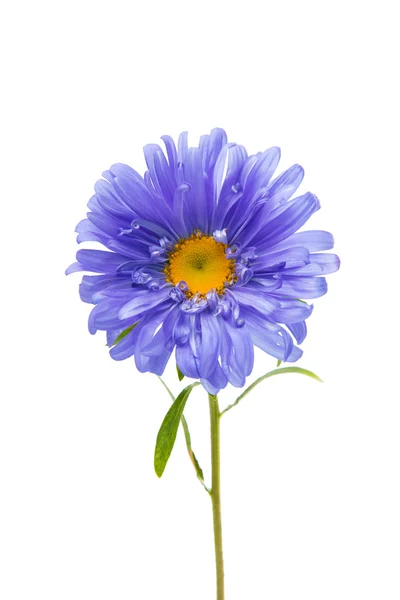 Beautiful flower aster — Stock Photo, Image