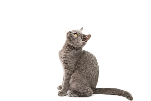 Szary Kot brytyjski — Zdjęcie stockowe