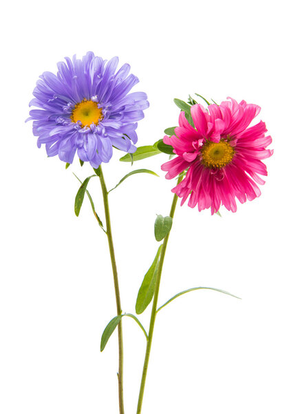 Цветочный букет
 