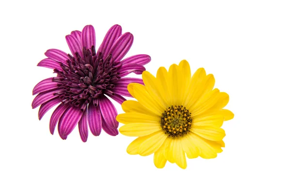 İzole Osteospermum çiçek papatya — Stok fotoğraf