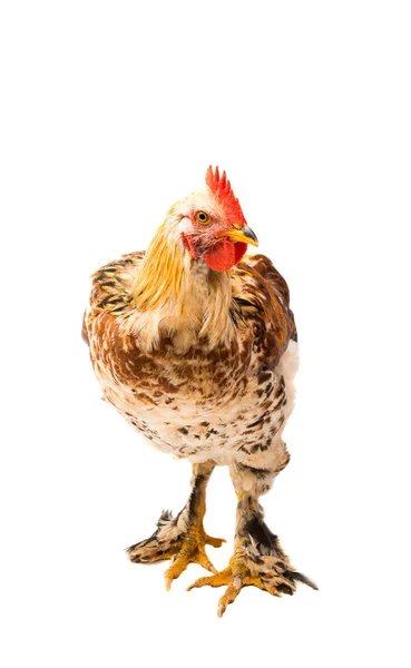 Jonge cockerel haan — Stockfoto