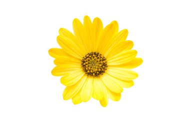 İzole sarı Osteospermum çiçek papatya 