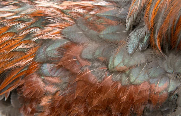 Pozadí ptáka peří — Stock fotografie